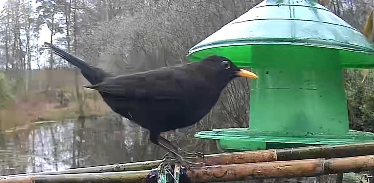 Imkerdienst's tweet photo. #Merels
Merels zijn zangvogels die behoren tot de lijstersfamilie. 
Ze staan bekend om hun prachtige zwarte verenkleed, gele snavel en hun mooie zang, vooral tijdens de lente- en zomermaanden. https://t.co/ZWTm4CxiEW