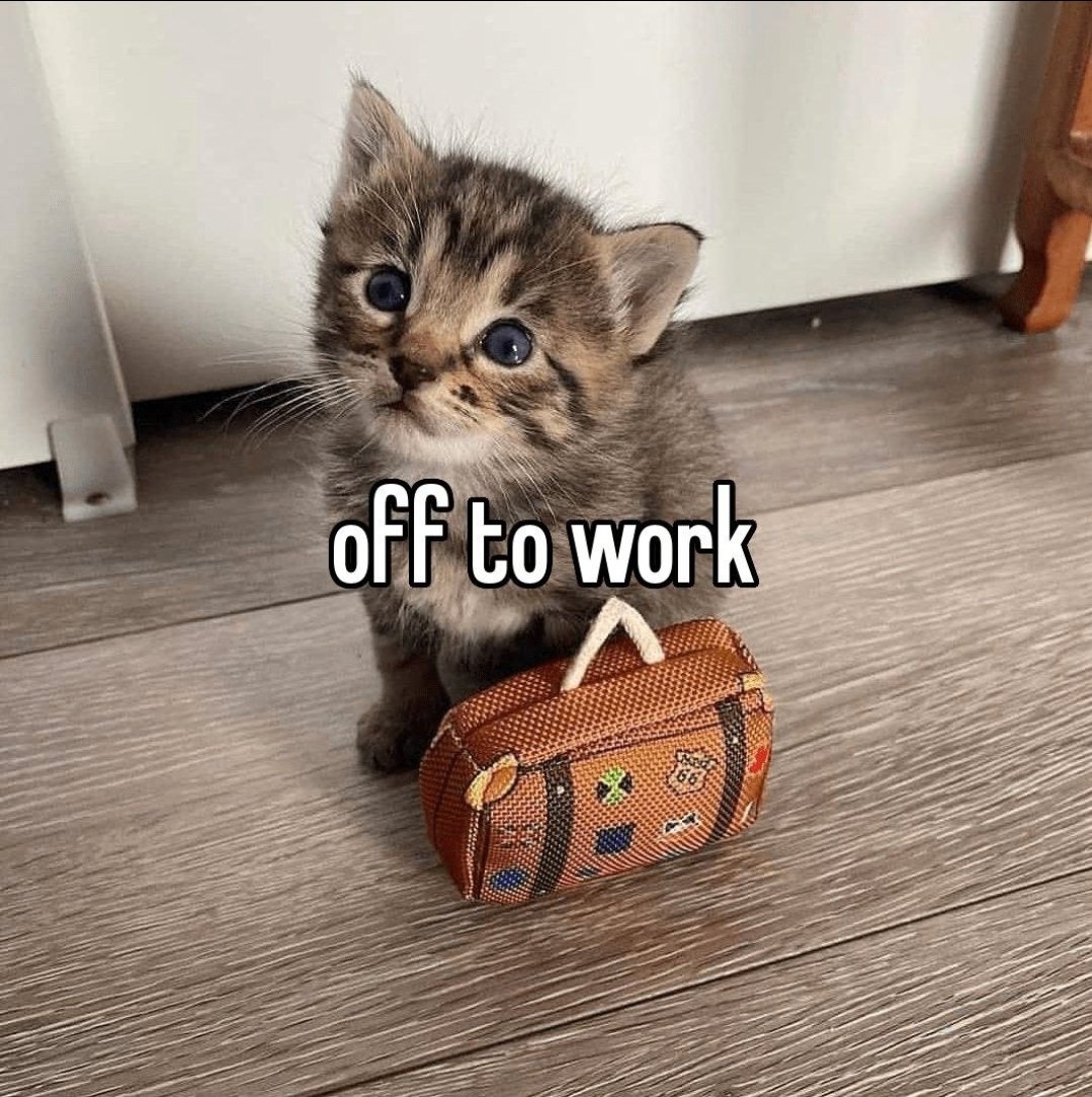 Catsillyness's tweet photo. https://t.co/QMc8xLBQhK