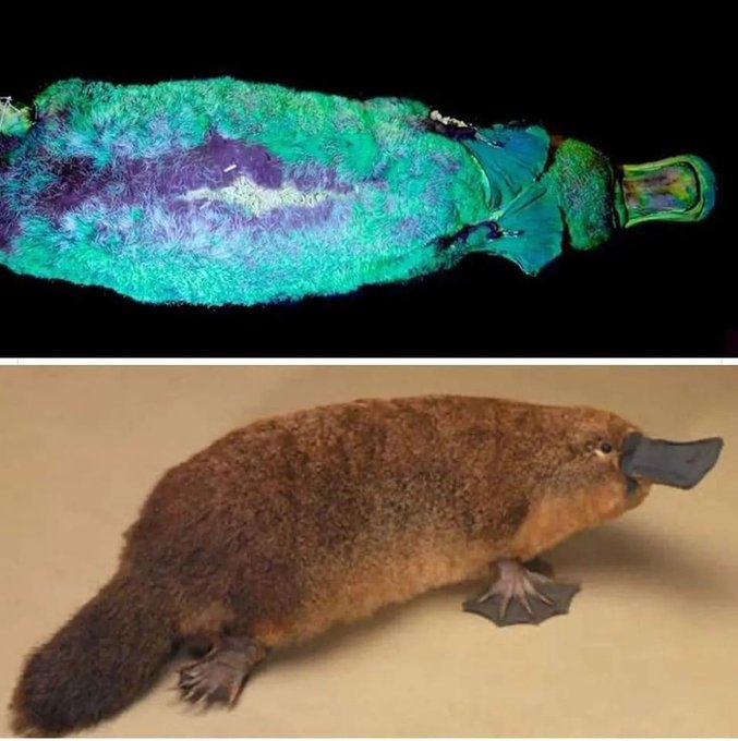 The platypus is possibly the weirdest animal: it's a mammal but lays eggs, it's duck-billed, beaver-tailed, otter-footed and venomous. 

It has electroreceptors for locating prey, eyes with double cones, no stomach, and 10 chromosomes.

It's fluorescent and glows under UV light.