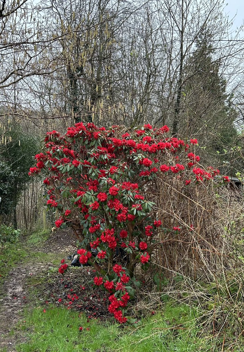 Early harbinger of Spring in #Wasdale 
- lifts the spirit at this time of year