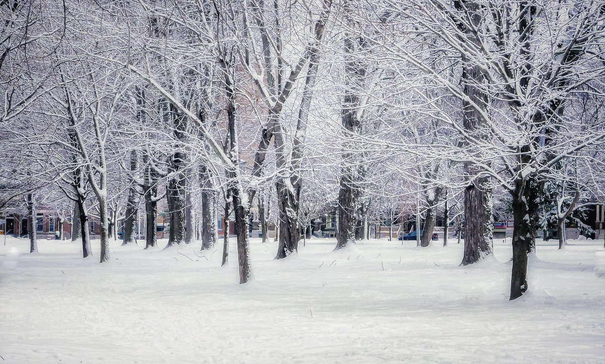 Fresh snow #nature #photography #winter #trees