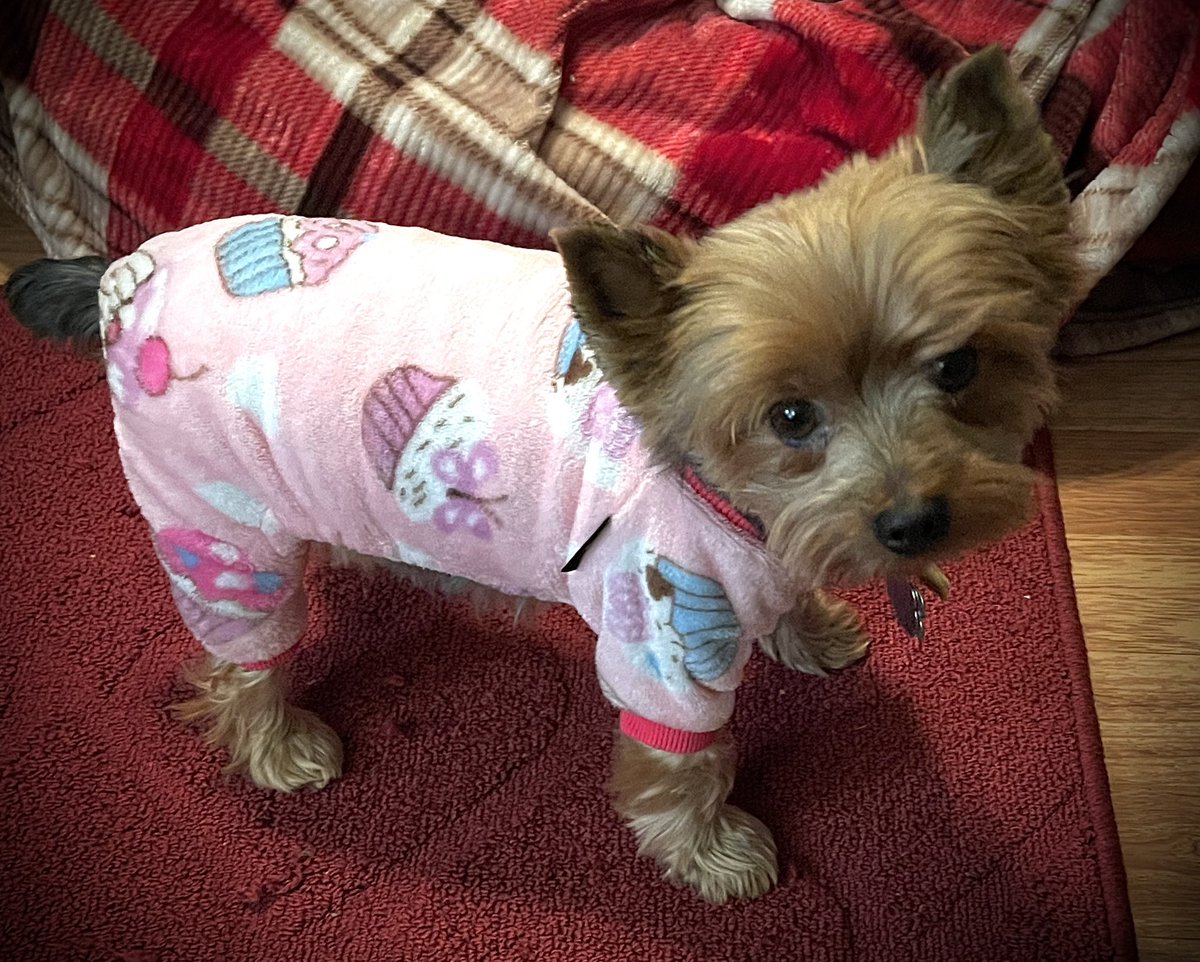 cbw1960's tweet photo. @bunsenbernerbmd My favorite breed! Here’s my sweet Lexi. https://t.co/VLlMhw2GST