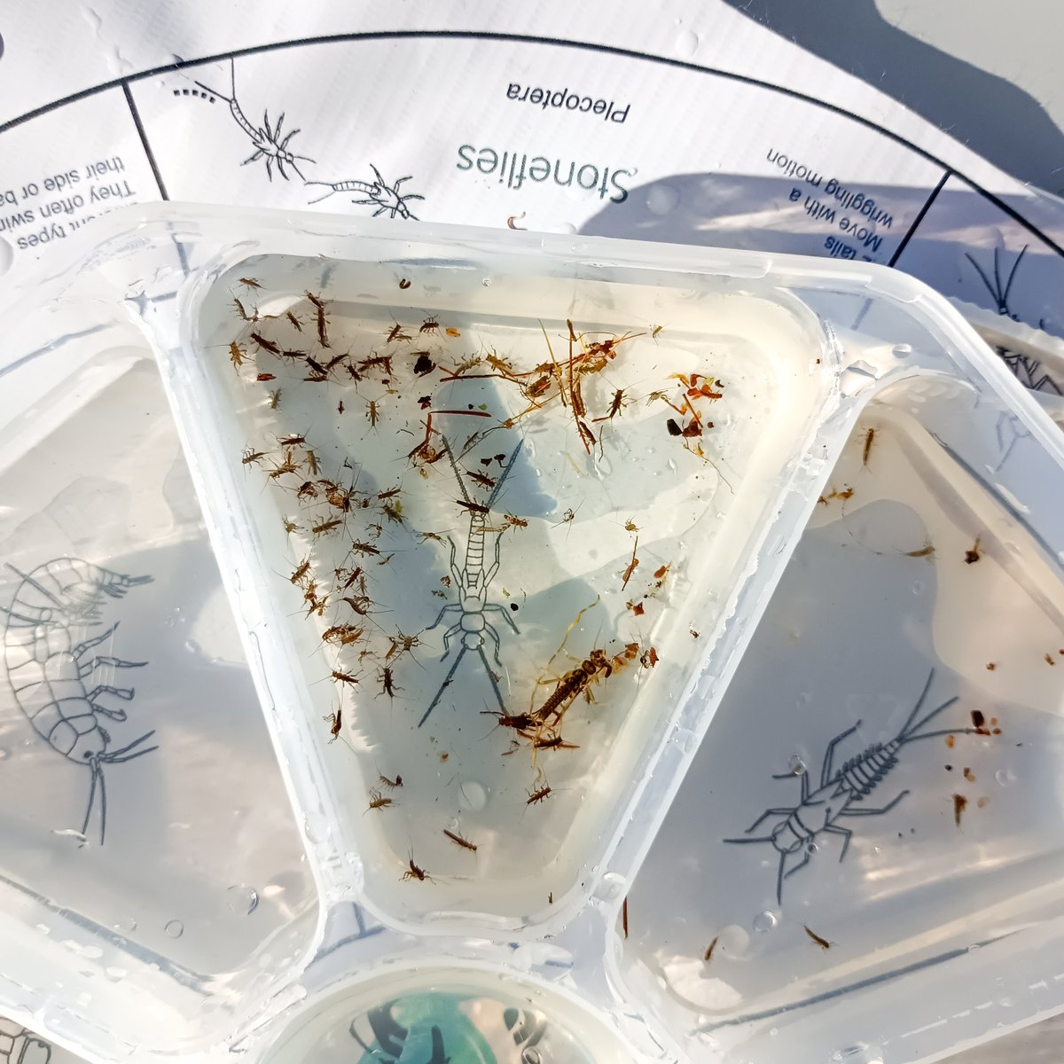 Spey Catchment Initiative (@speycatchment) on Twitter photo Check out all these beautiful stoneflies! This is what we love to see.๐
Well done to our volunteers, who are so keen that they have started doing extra invertebrate surveys, in this case on a burn on the outskirts of Aviemore.๐
And thanks, as always, to <a href="/BuglifeScotland/">BuglifeScotland</a>๐ฅฐ Check out all these beautiful stoneflies! This is what we love to see.๐
Well done to our volunteers, who are so keen that they have started doing extra invertebrate surveys, in this case on a burn on the outskirts of Aviemore.๐
And thanks, as always, to <a href="/BuglifeScotland/">BuglifeScotland</a>๐ฅฐ