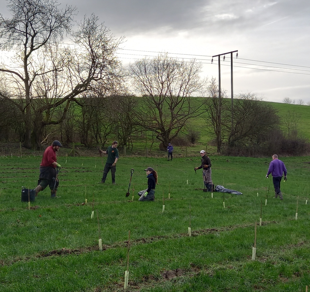 🌲 At the end of January our Estates Team took part in a tree planting project in partnership with @MyWakefield and @whiteroseforest. 🌳 An incredible 550 trees were planted in just one day at Bullcliff Wood, located 2.2km from YSP. @Expwakefield @MyWakefield @ClimateWakey