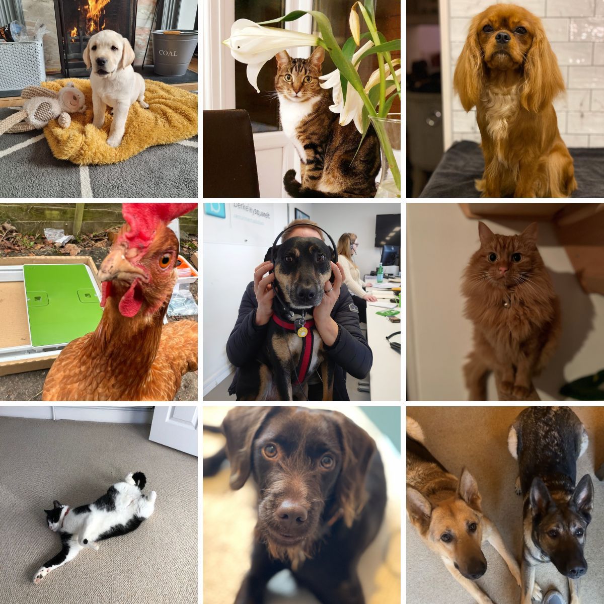 Meet the paws-itively adorable companions that bring joy, comfort, and a bit of chaos to our consultants' lives.  

#LoveYourPetDay #OfficePets
