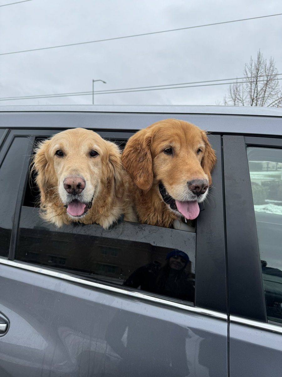 Nash & Ruger being their usual happy selves on a #TongueOutTuesday & #LoveYourPetDay #GRC