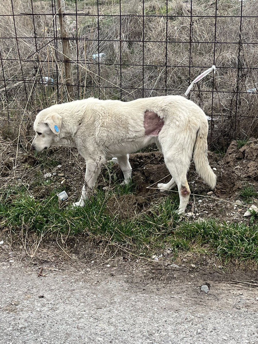 Ankara acil🚨 
Çankaya Sinpaş altınoran yakınına belediye bir köpek kısırlaştırıp atmış çocuk hem yaralı hem de bölgenin yabancısı. Bölgenin asıl sahibi köpeklerin  saldırısına uğraması çok olası onu bölgesine veya kendi alanına alacak bir gönüllü var mı? Burada kalması tehlikeli