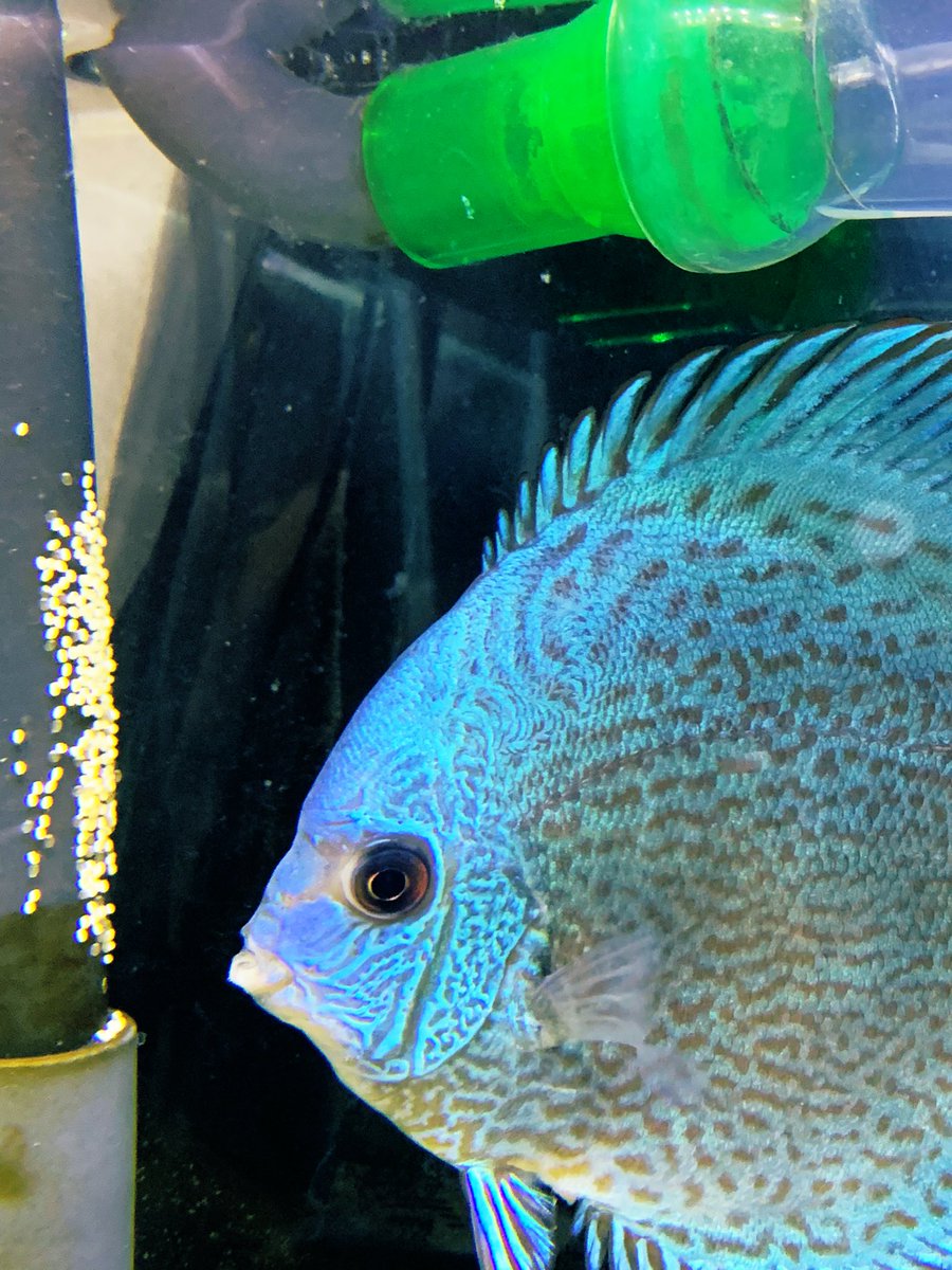 Fish_aqua_kira's tweet image. もしや、、、