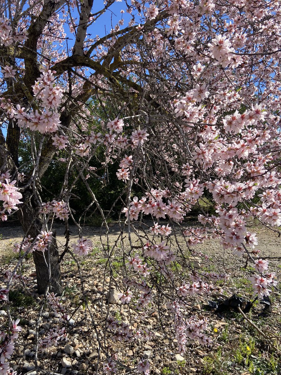 rtroyano's tweet image. ~ “Tú que vienes a rondarme Amárrate a mí”

#almostspringtime #naturelovers #slowlife 

@TerresdelGaia