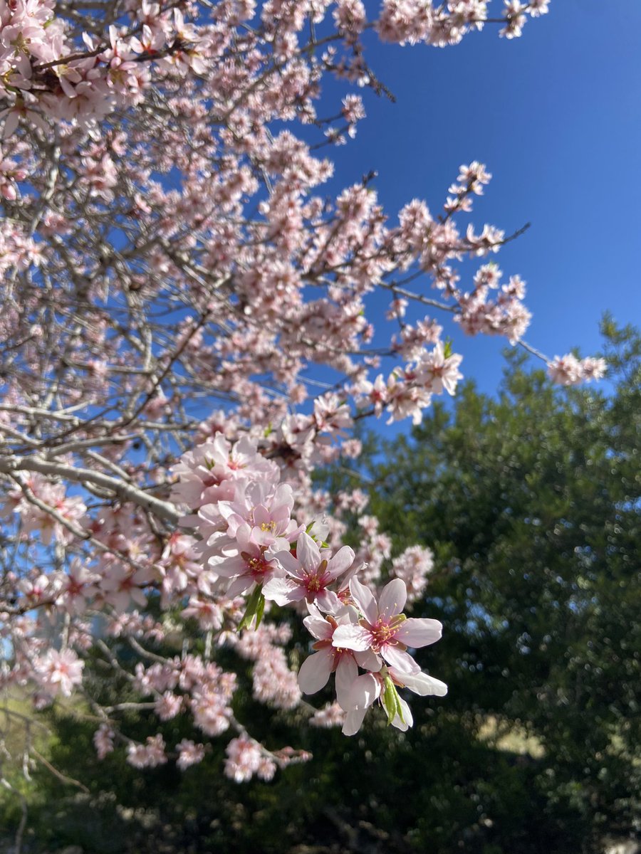 rtroyano's tweet image. ~ “Tú que vienes a rondarme Amárrate a mí”

#almostspringtime #naturelovers #slowlife 

@TerresdelGaia