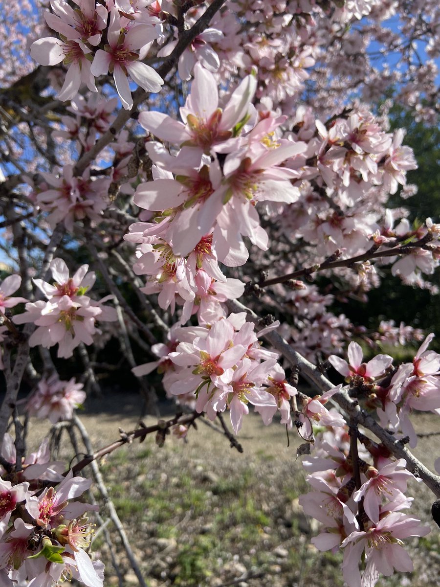 rtroyano's tweet image. ~ “Tú que vienes a rondarme Amárrate a mí”

#almostspringtime #naturelovers #slowlife 

@TerresdelGaia