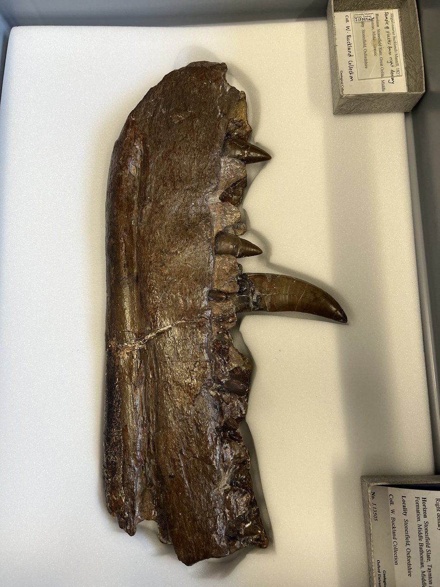 Frankie Dunn (@frankie_dunn_) on Twitter photo Today marks 200 years since the description of the first dinosaur by William Buckland, Megalosaurus! We hold these original bones in our collection alongside other treasures… <a href="/morethanadodo/">Oxford University Museum of Natural History</a> #Megalosaurus200 Today marks 200 years since the description of the first dinosaur by William Buckland, Megalosaurus! We hold these original bones in our collection alongside other treasures… <a href="/morethanadodo/">Oxford University Museum of Natural History</a> #Megalosaurus200