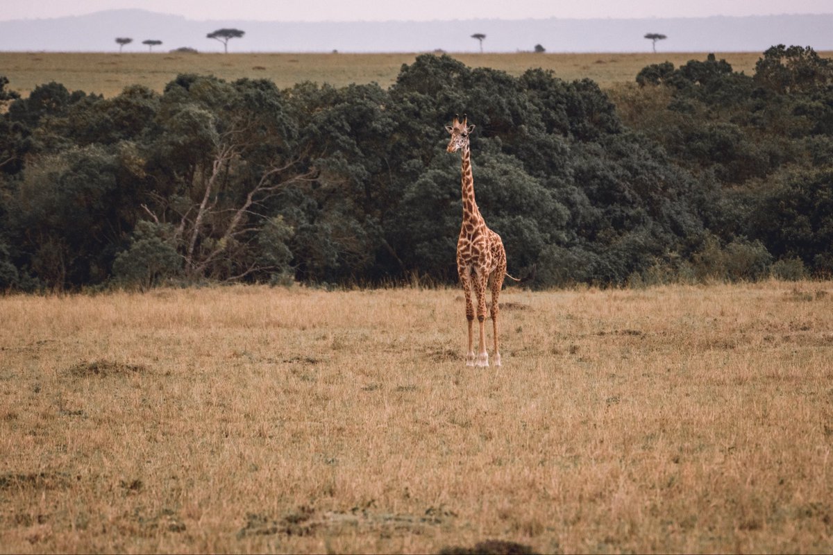 Lost in the vastness of Masai Mara's beauty, this giraffe stands as a silent sentinel, gazing into the horizon, contemplating the wonders of the African wilderness. #MasaiMaraMagic #WildlifeWonder #Giraffe #natgeo