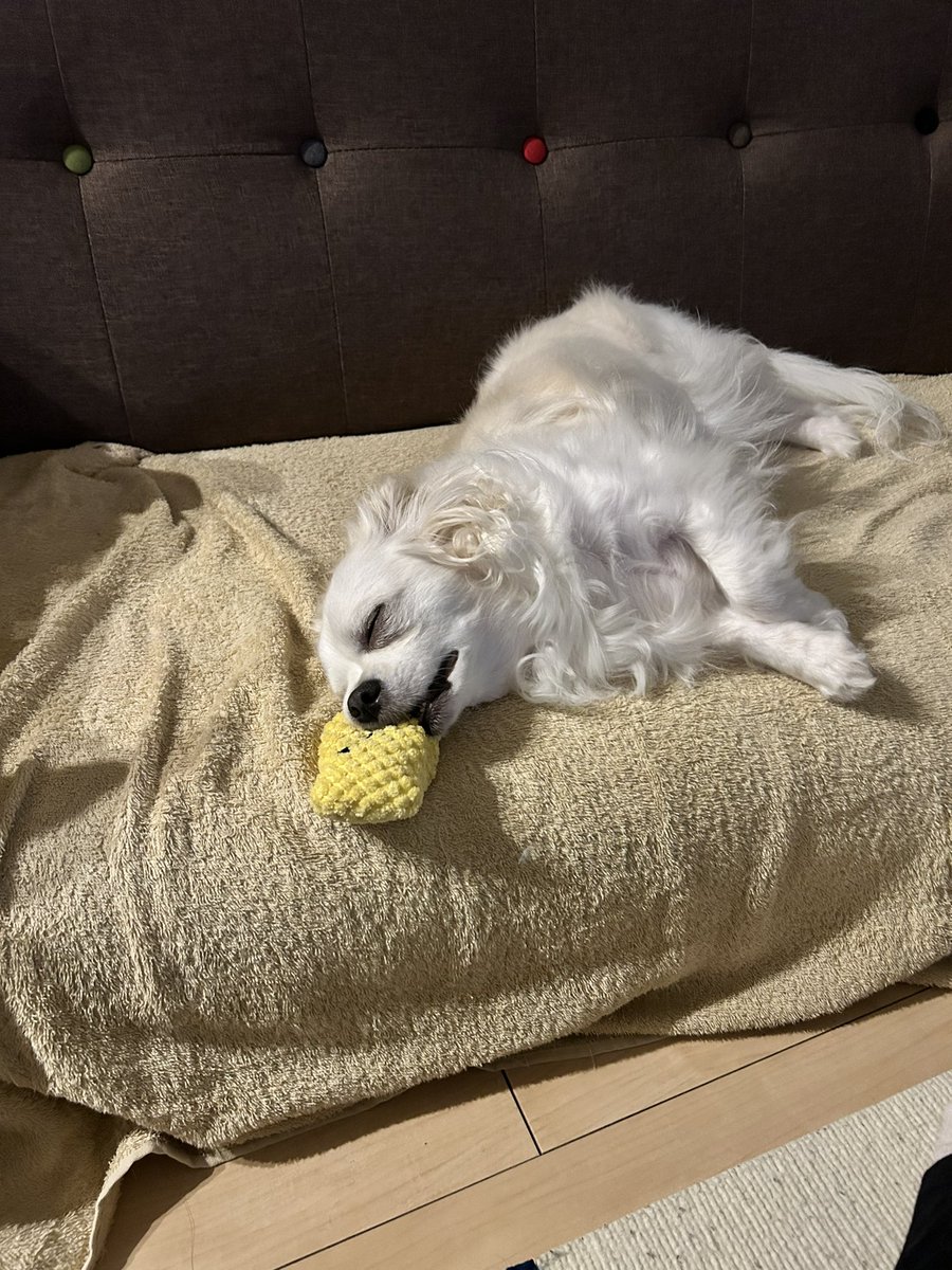 comcomcomg's tweet image. あそんでたら ねむくなった