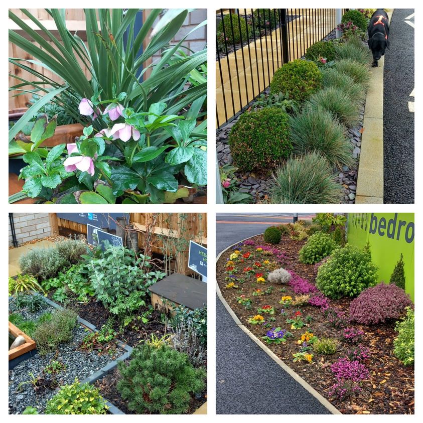 A little planting complete and the result - some glorious winter colour.
#propertymanagers #commercialgardening #gardeningservices #propertymaintenanceservices