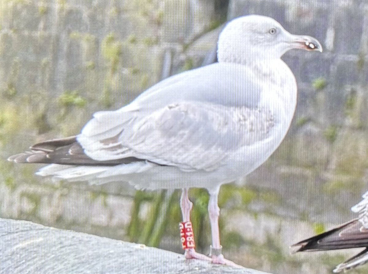 Brief stop on the quays in Cork city and found this immature Herring Gull rather partial to some @FlahavansIRL porridge oats. One of yours @GrahamProle? @_BTO @BirdWatchIE