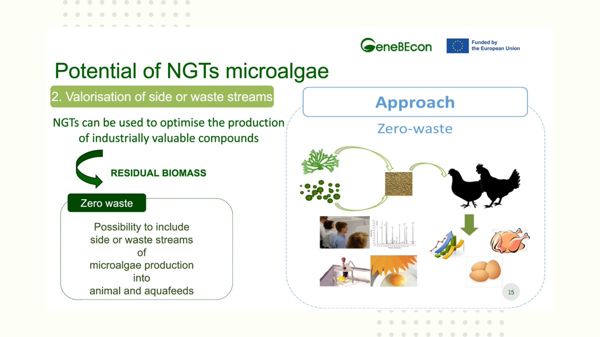 GeneBEcon's tweet image. 🚀GeneBEcon is boosting mycosporine-like amino acids (MAAs) production in Chlorella - a microalgae specie🟢.
🧑🔬With promising applications in pharmaceuticals and industry, Chlorella's "novel food" status opens doors to expanded food and feed possibilities!
#microalgae
@ILVO