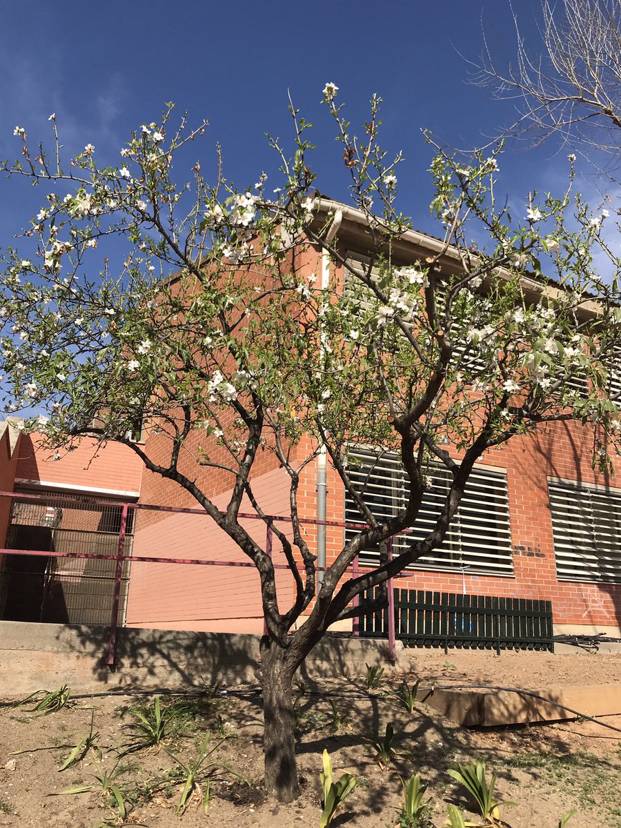 Escola Josep Carner tweet media