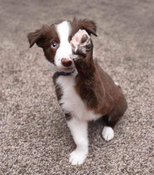 Best in Dogs tweet media