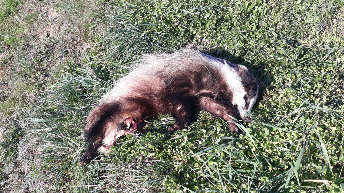 reguelle's tweet image. No sé porque será,  pero no es el primer #Tasugu que me encuentro muerto en estos días

#tejón #Liébana