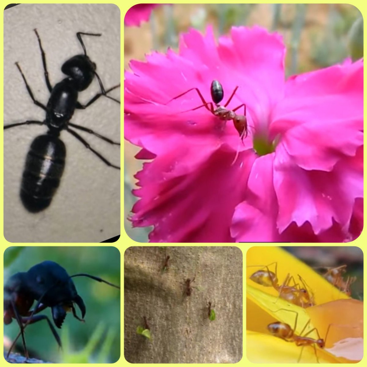 Ants 🐜 are amazing insects.They are hard working and have instinctive wisdom ✨. We can learn a lot from them 👍💚. 
Watch this video 💥 and find out what 🤗👇
youtu.be/-aZIo4bpQyI

#usefulpositive
#beautiful 
#WORLDISBEAUTIFUL 
#weekend 
#travel
#ants
