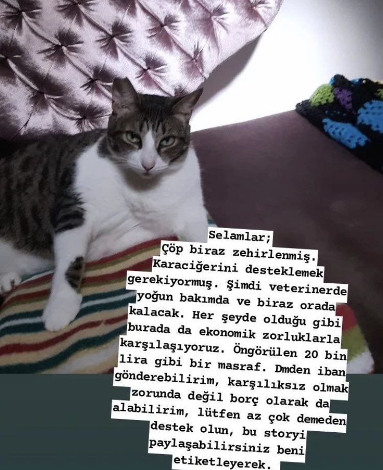 🚨RT LÜTFEN🚨

arkadaşımın kedisi zehirlenmiş ve şu an yoğun bakımda. 20 bin lira gibi bir ödemesi var ama öğrenci olduğu için karşılayamıyor. destek olursanız çok seviniriz.

destek olmak isteyenlere dm üzerinden iban atacağım