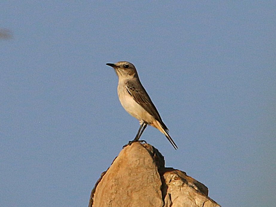 A long day on the road in Oman with @naturetrektours. 1000s of waterbirds/waders at Birr al Hickman, sandwiched by arid zone birds such as Tawny Pipit, Desert, Isabelline and a fine pair of (South) Arabian Wheatears.