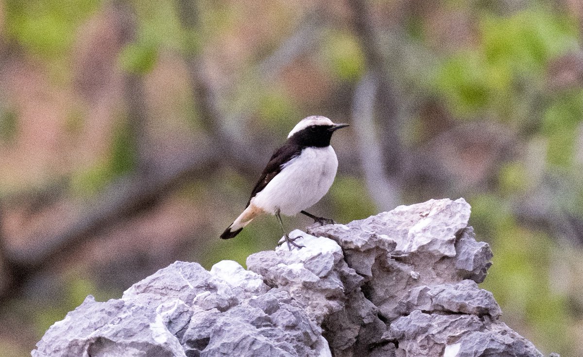 #HaftanınKuşu bende türkiye'de çekilmiş nadir fotoğrafını ekleyim. Kara Sırtlı Kuyrukkakan.