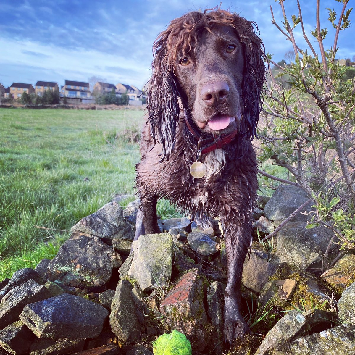 Jambers01's tweet photo. @AldiUK Buddy loves your pet events and meaty twists 🤎 https://t.co/QloI1YkIET