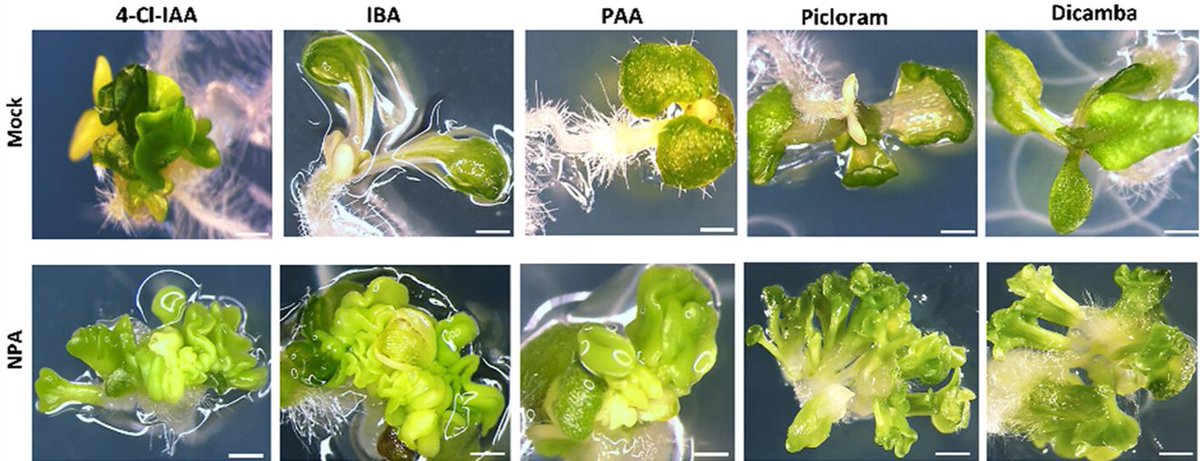 ThePlantJournal's tweet photo. Another #auxin mystery solved: @OffringaRemko @OmidDilan &amp; colleagues reveal why the synthetic auxin 2,4-D is much better at triggering regeneration than endogenous auxins: it's a bad substrate for auxin efflux!

➡️https://t.co/c9WOjpu9aZ

@wileyplantsci  @SEBiology https://t.co/TBgEG9x85z
