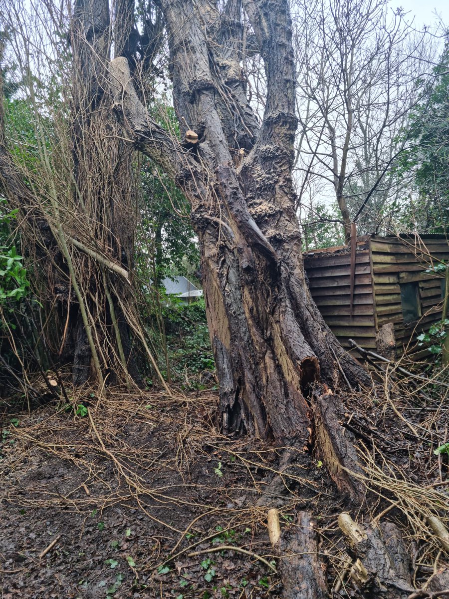 DFordTreeCare's tweet photo. The dismantling of two Poplars in #Esher, one of which had fallen into the other in recent storms. The manual elevating work platform making life much easier to deal with!
https://t.co/gTAT7KMk6x
#Arborists #Arborist #Poplar #PoplarTree https://t.co/YazD1Jfrb4