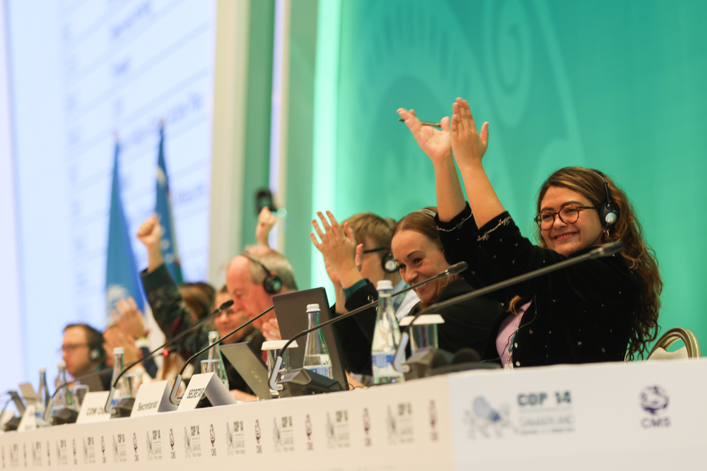 IISD_ENB's tweet photo. From the launch of the State of the World’s Migratory Species report, to a resolution on #deepseamining, and new guidelines on #lightpollution and #ecotourism, #CMSCOP14 effectively tackled many challenges in the conservation of #migratoryspecies

Read ➡️ https://t.co/9l69M2EipI https://t.co/wpYLUaZyLd