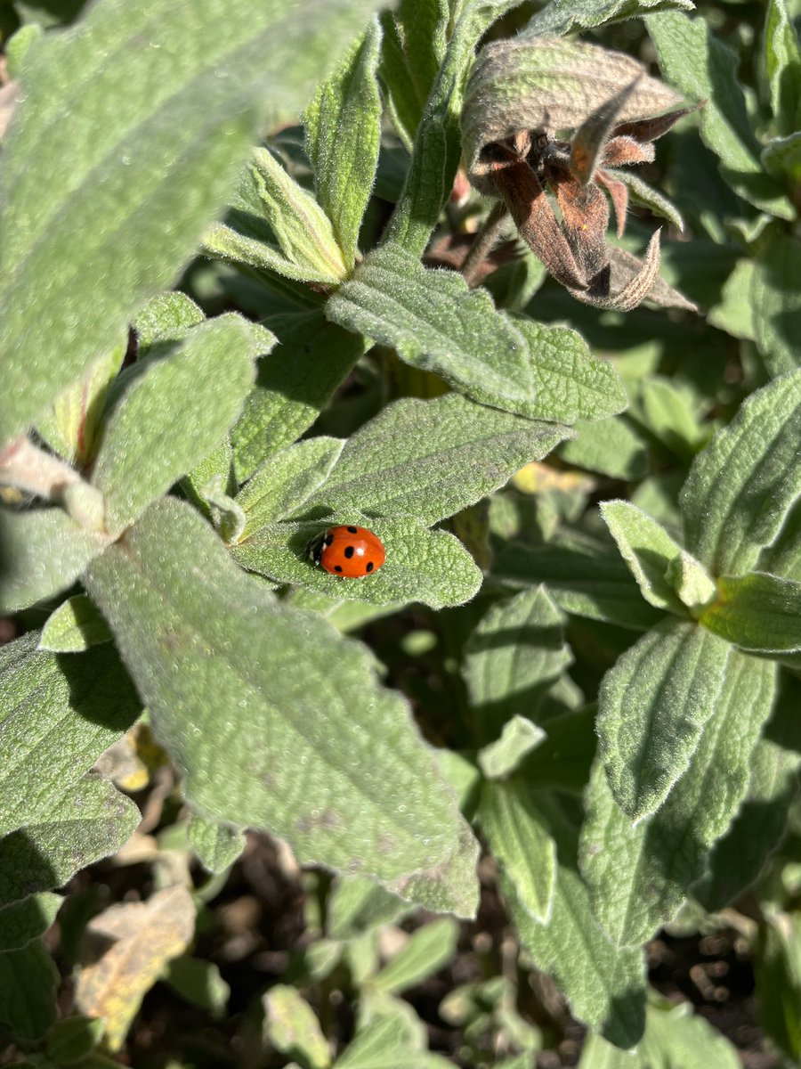 The garden is full of ladybirds! 🐞😃❤️ #SummerIsComing 🌞