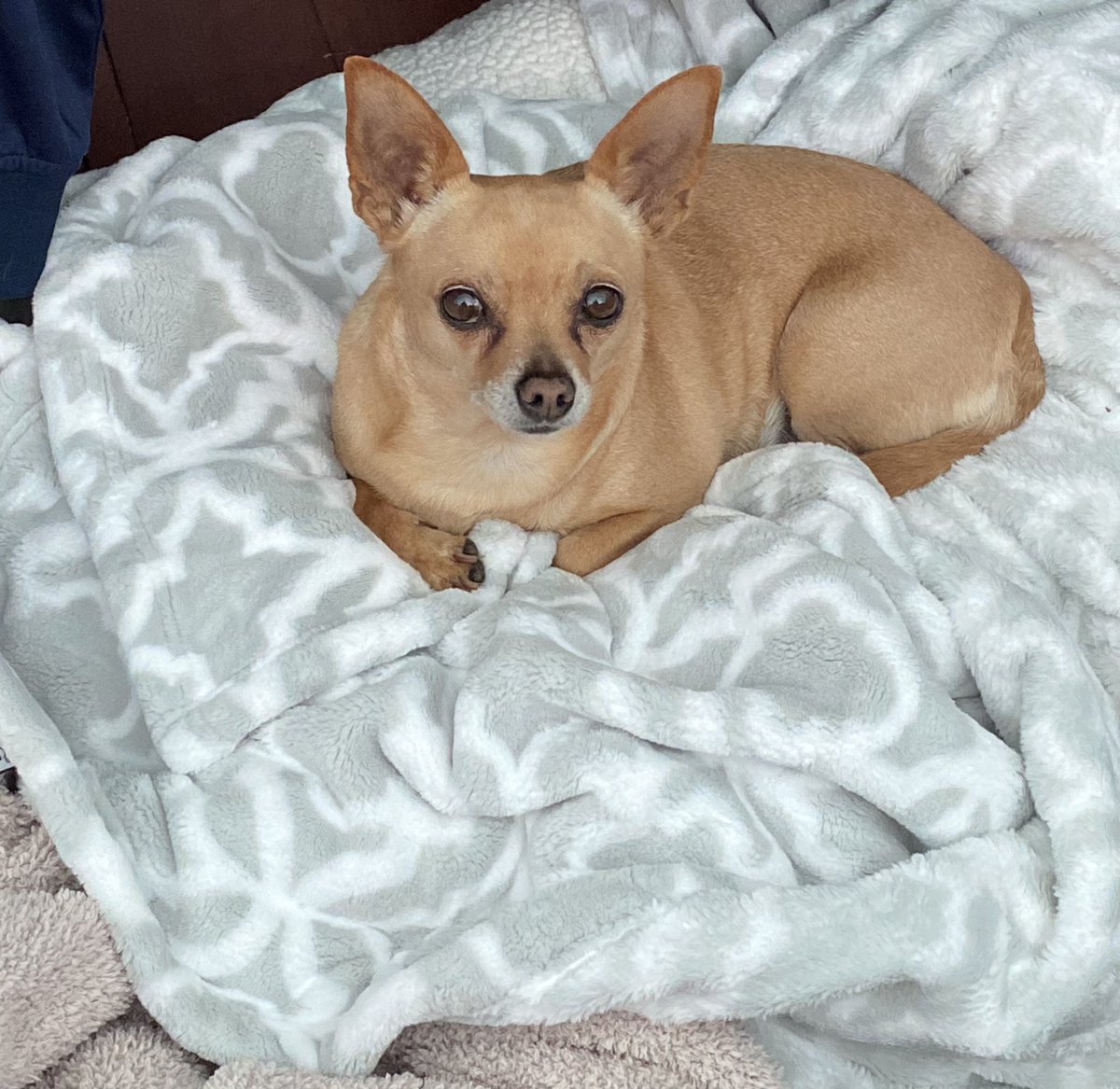 #NationalLoveYourPetDay Say Hi to Bonita/Bon Bon/Tripa 🐾🐕
