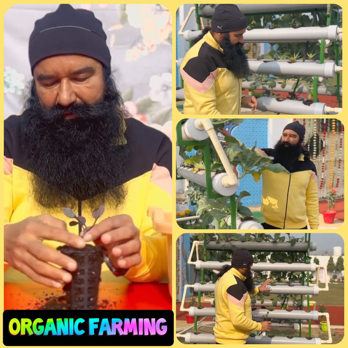 Organic #FarmingTips are the necessity of this age. #AgricultureTips for #OrganicFarming by Saint MSG are really unique. By adopting their #Farming techniques anyone can take much more crop yield.
#FarmingTipsBySaintMSG
 #ScientificFarming  
 #AgricultureTipsByMSG #DeraSachaSauda