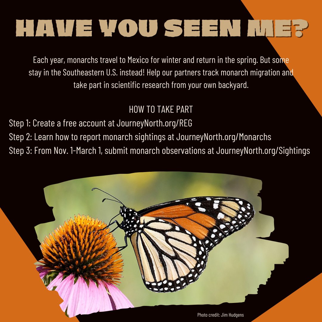 You can be a citizen scientist! Although Monarch migration is winding down, you can still report sightings for <a href="/journeynorthorg/">Journey North</a> on their website and be part of the larger community of citizen scientists contributing to scientific research from their own backyards. 🦋
#monarch