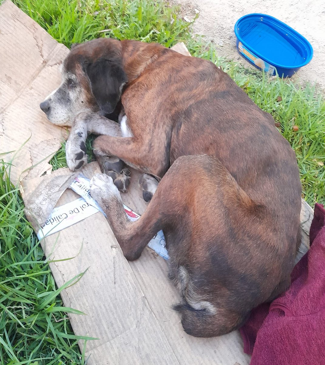 eltuitdemarsh's tweet image. "Urgente! Este viejito está tirado en el piso tiritando de frío. Está muy débil, se ve muy mal. Se encuentra en el sector de Ricardo Cumming, cerca de Mapocho." Esa es toda la información que tengo. Si alguien puede ayudar, por favor vaya al lugar, búsquelo y sálvelo. Favor RT!