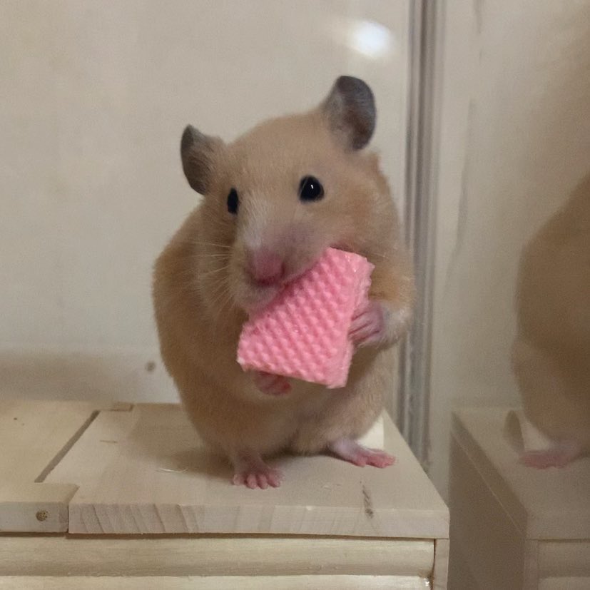 urnp__'s tweet photo. #あなたの人生を狂わせた一匹 https://t.co/vMEESjKwXr