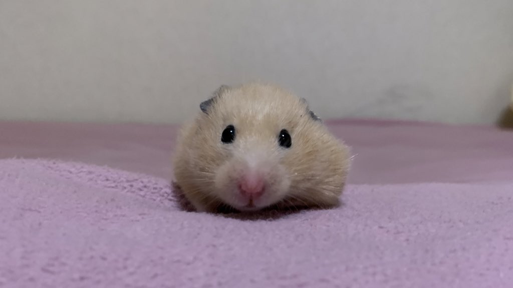 urnp__'s tweet photo. #あなたの人生を狂わせた一匹 https://t.co/vMEESjKwXr