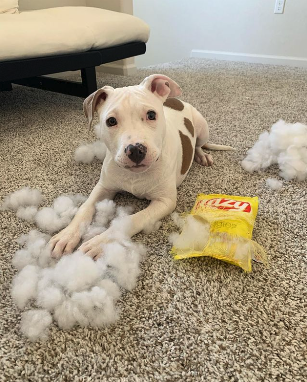 You’re here for the mess-making, we’re here for the cleanup 🥳 📸: murphys_turfy
