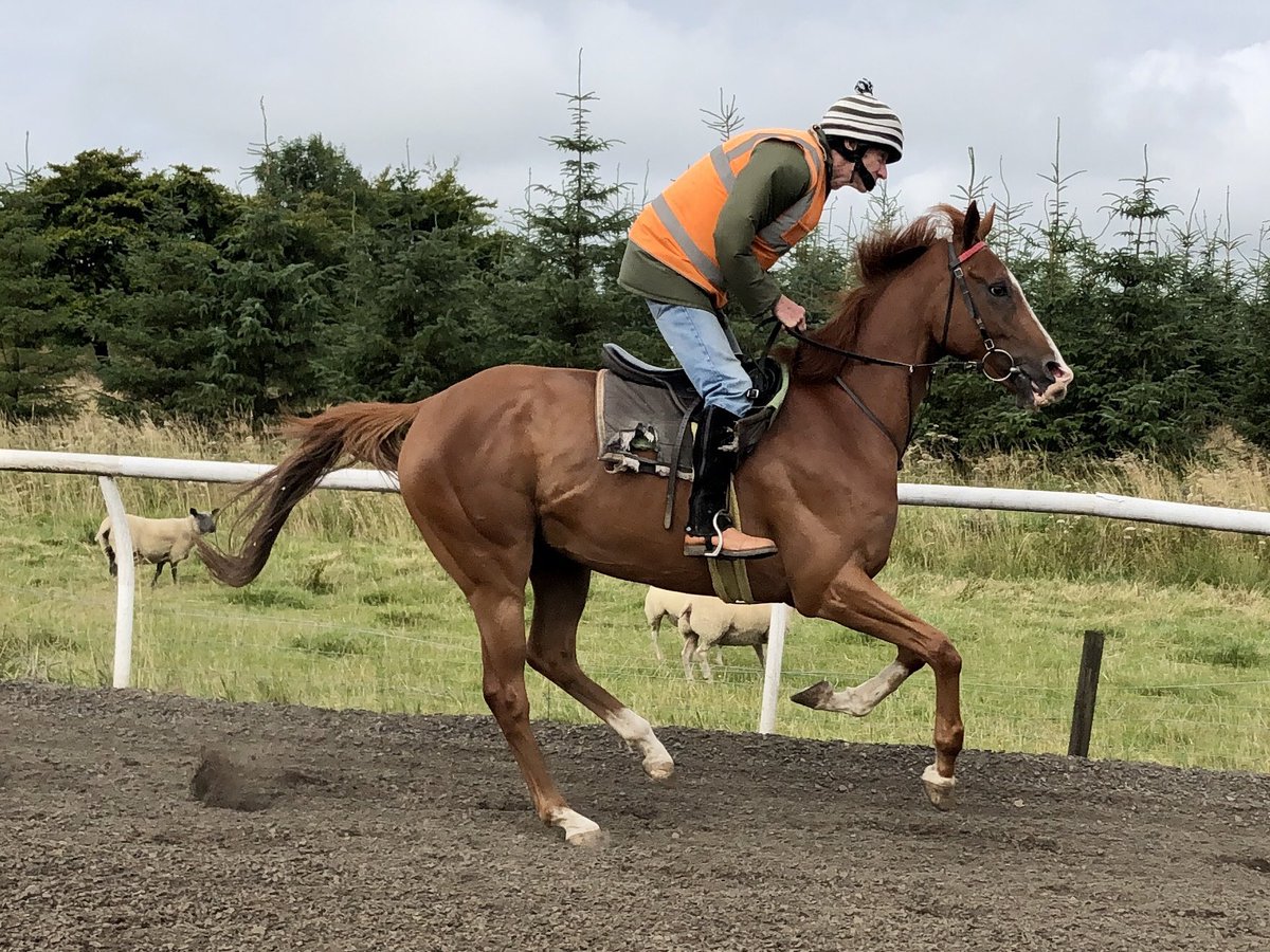 Jim Goldie Racing (@jimgoldieracing) on Twitter photo Happy 75th Birthday to Jack Grey who rides Bobby Shaftoe at home, <a href="/PMulrennan/">Paul Mulrennan</a> rides him <a href="/NewcastleRaces/">Newcastle Racecourse</a>! <a href="/SummerstormBlo1/">Summerstorm Bloodstock</a>’s Lochnaver, Humble Spark, Letsbefrank & Highland Laird also go, <a href="/jomason90/">Joanna Mason</a>, <a href="/amie_waugh90/">Amie</a> & Paul Mulrennan ride! Happy 75th Birthday to Jack Grey who rides Bobby Shaftoe at home, <a href="/PMulrennan/">Paul Mulrennan</a> rides him <a href="/NewcastleRaces/">Newcastle Racecourse</a>! <a href="/SummerstormBlo1/">Summerstorm Bloodstock</a>’s Lochnaver, Humble Spark, Letsbefrank & Highland Laird also go, <a href="/jomason90/">Joanna Mason</a>, <a href="/amie_waugh90/">Amie</a> & Paul Mulrennan ride!