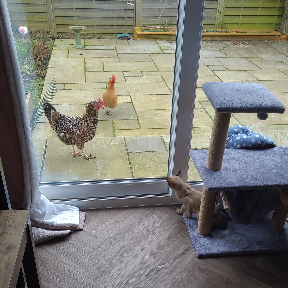 SeedsStats's tweet image. Not loving the new family members! #chickens