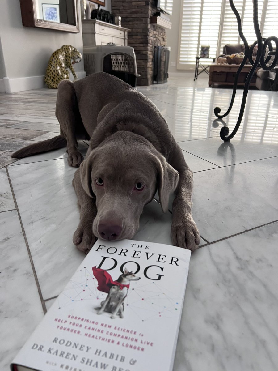 It’s National Love Your Pet day! Dash has a new book to “devour”! #SilverLab #DogLovers #DogLongevity #Healthspan #Lifespan #Longevity #Antiaging #UnconditionalLove