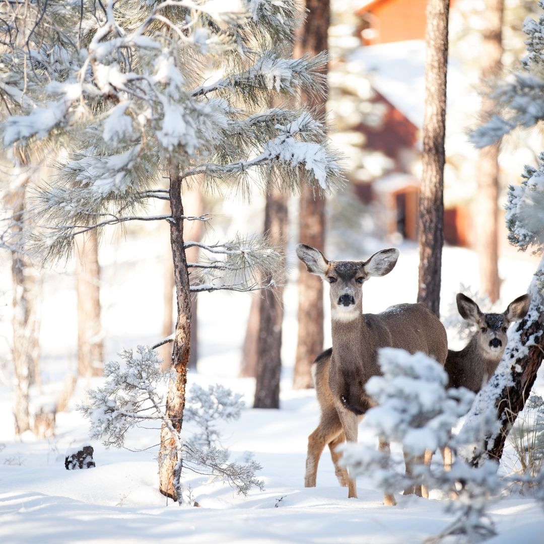 Encountered wildlife on your hike? 🌿 Remember, observing from a distance keeps them wild and safe. Use binoculars, never feed them, and always respect their space. Let's preserve nature's wonders together! 🦌🔭 #WildlifeConservation #LeaveNoTrace #OutdoorEthics