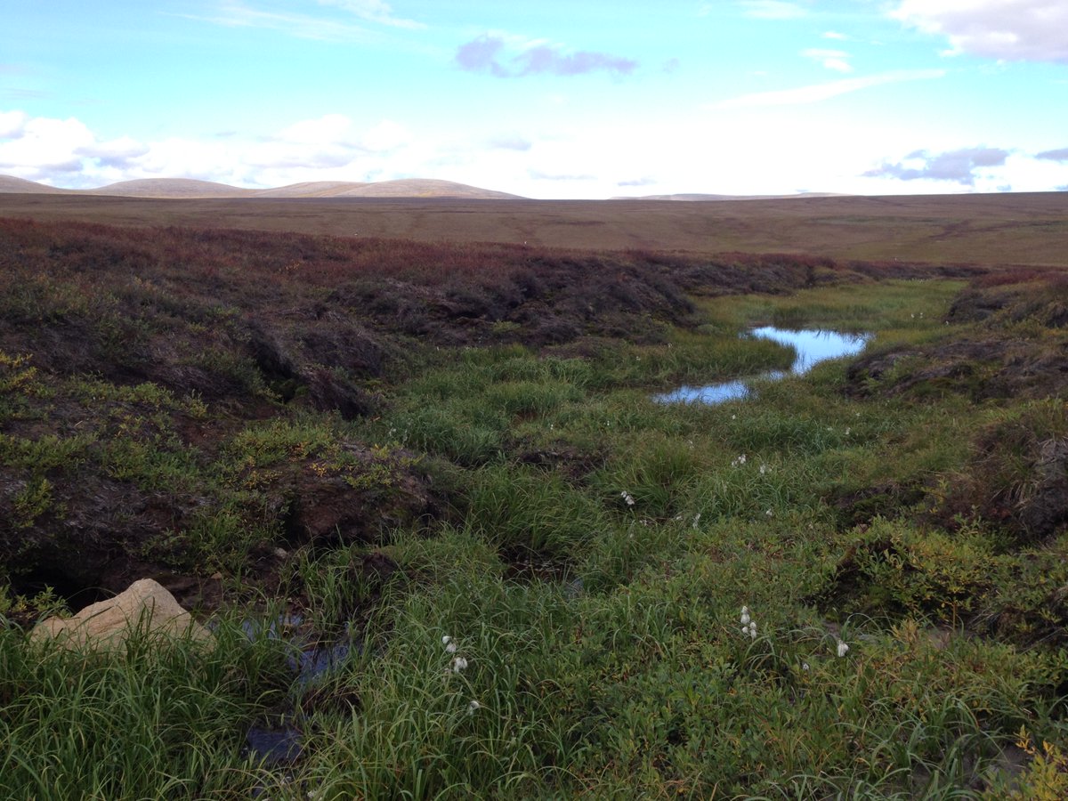 📢JOB ALERT 🌿
I am looking for a PhD student to work on plant-soil interactions in thawing permafrost. The position is based in Umeå, Sweden, with fieldwork in northern Alaska in a long-term warming experiment. Please RT and / or apply (before March 25th)! 👇