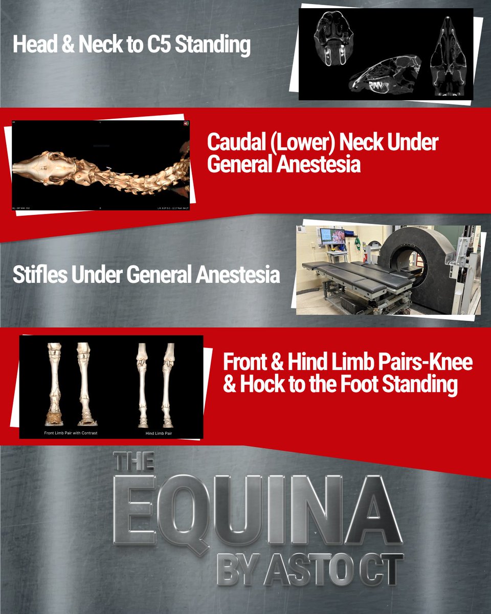 Equina® ensures precise equine care.
✅ Early, accurate diagnoses save time, hassle, and money for owners.
✅ Vets confidently diagnose lameness, eliminating guesswork. 🏇 #EquineHealth #VeterinaryCare #CuttingEdgeTech