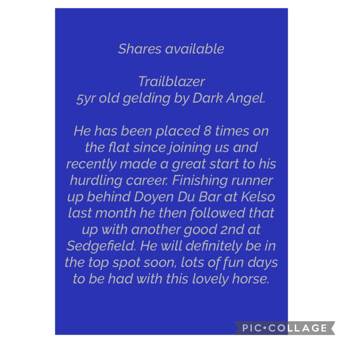 NicolRacing's tweet image. ⭐️ Shares available ⭐️

Trailblazer
5yr old gelding by Dark Angel.