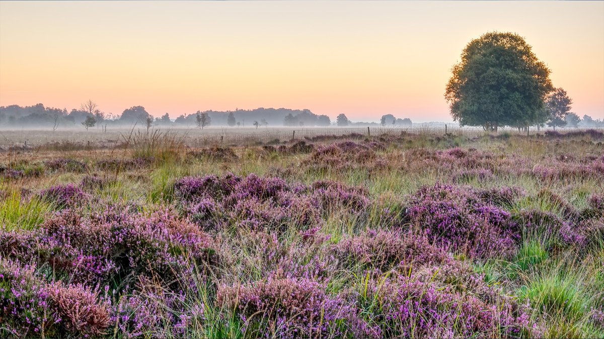 Het programma ROEG! op TV Drenthe neemt de kijker mee de Drentse natuur in. In deze aflevering legt onze projectleider Sander Uiterwijk uit welke werkzaamheden Prolander gaat uitvoeren in het gebied Roodzanden. bit.ly/48ndw6Y Foto: Barbara van den Ham