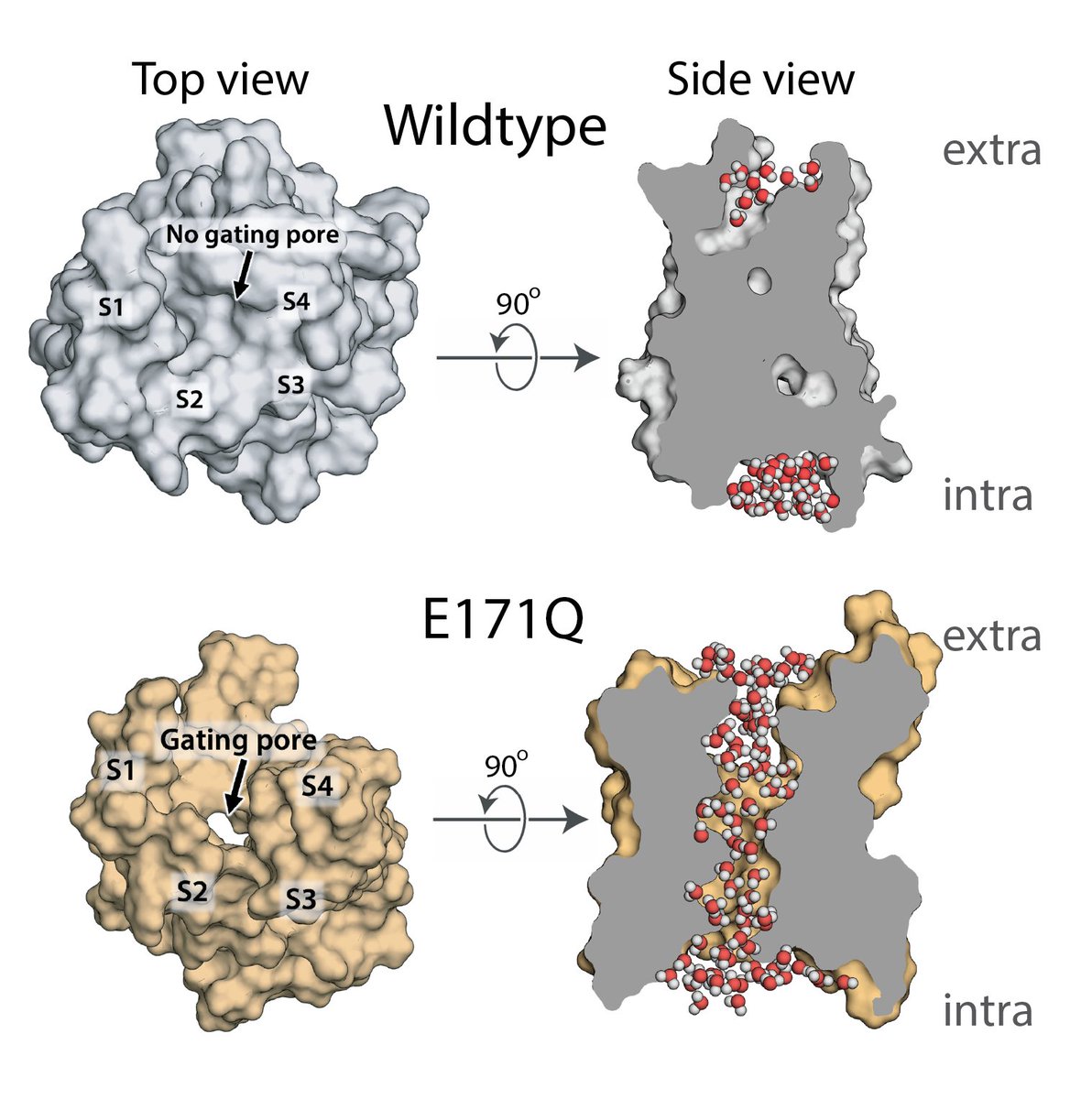 Check out our preprint on a novel variant in the cardiac sodium channel SCN5A, which we identified in an infant with a severe “MEPPC” arrhythmia phenotype. The variant creates an extra pore in the channel (a “gating pore”), through an unusual mechanism.
