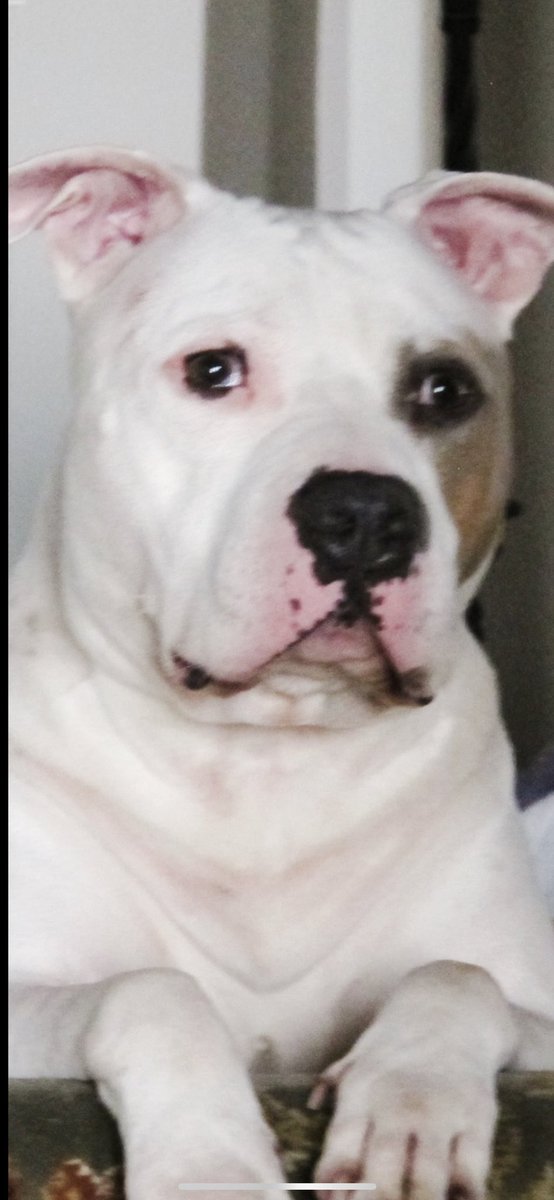 dewlissa's tweet photo. @kellymarklive my handsome gentle boy Remy Martin https://t.co/ADunO6EdbA